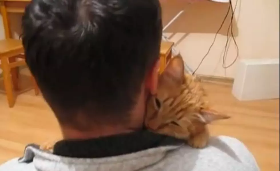 Cat Loves His Owner So Much He Hugs His Neck [VIDEO]