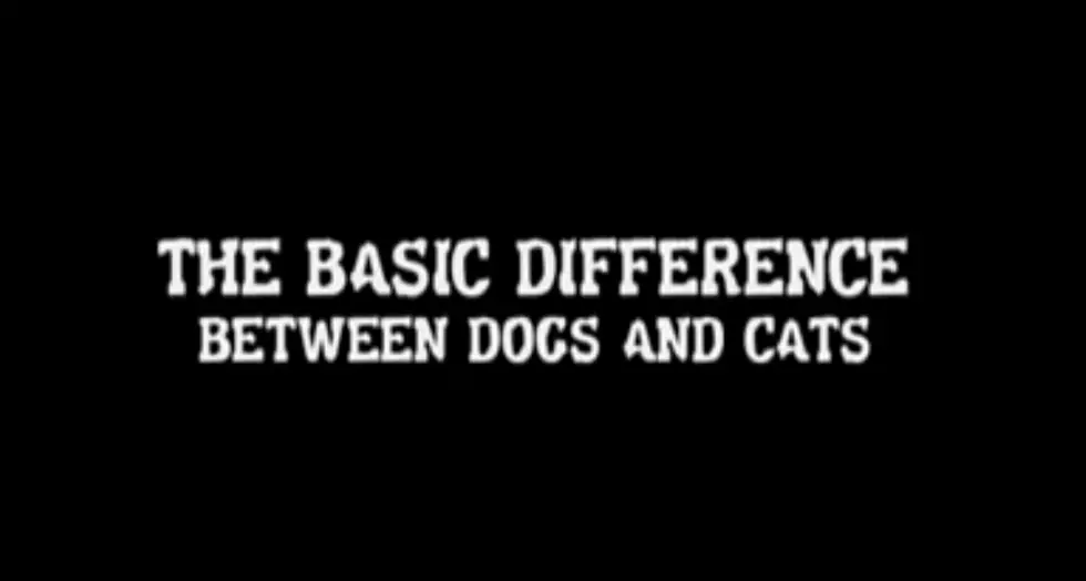 The Difference Between Dogs & Cats Teaching Trust [VIDEO]