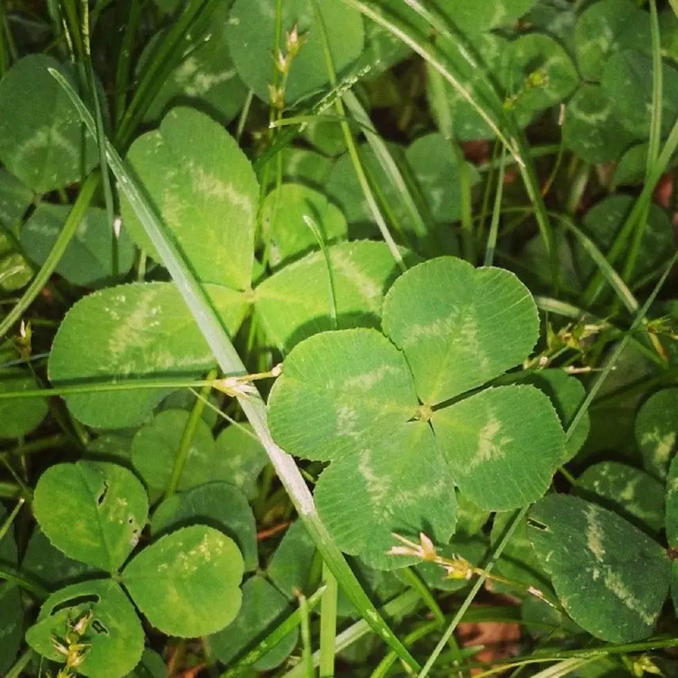 Kat Found a Four Leaf Clover and Her Other Random Superstition