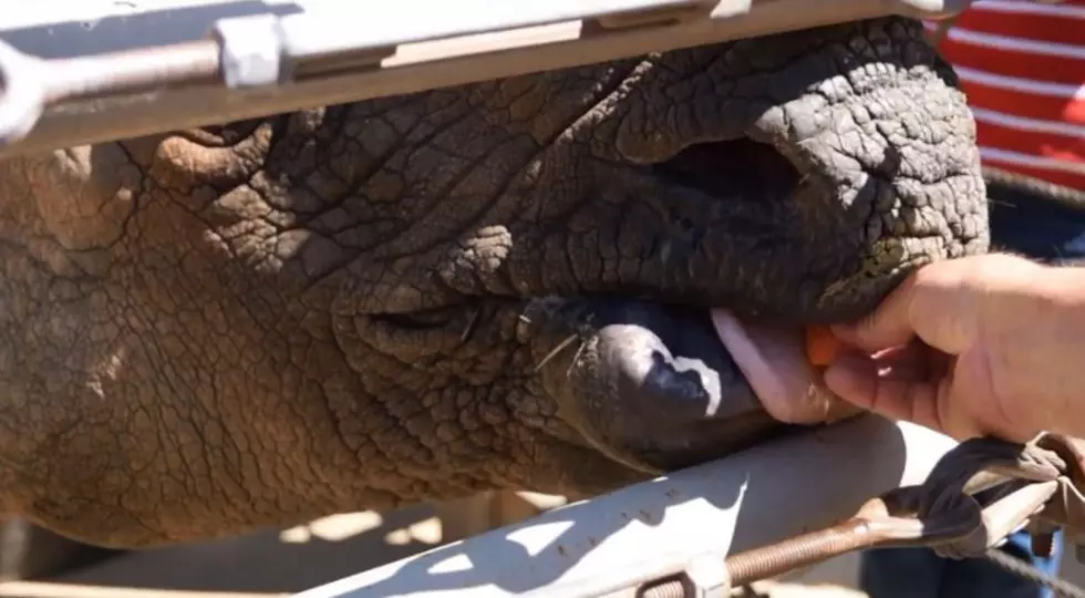 Watch Ryan O. Feed a Rhino at Mesker Park Zoo [VIDEO]