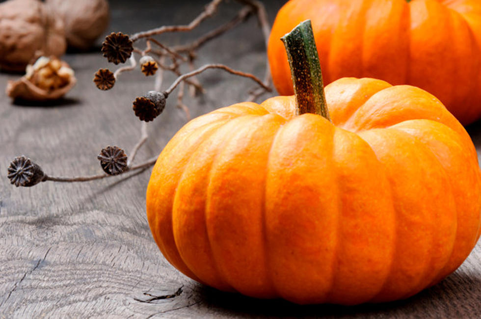 Attack of the Pumpkin Plant