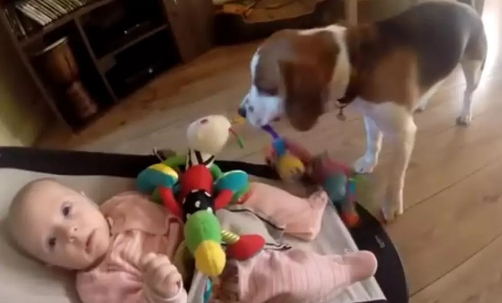 Guilty Dog Apologizes to Baby! [VIDEO]