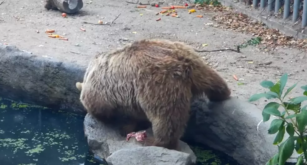 Real Life Teddy Bear Saves a Crow From Drowning [VIDEO]