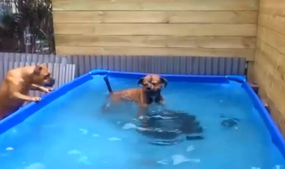 Two Dogs Work Very Hard to Get Tire From A Pool [VIDEO]