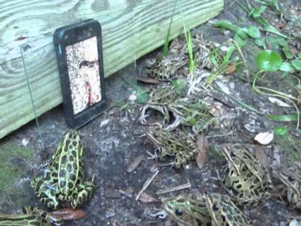 This Prank on Frogs is Awesome! [VIDEO]