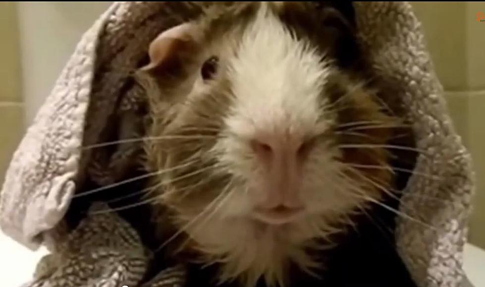 Talking Guinea Pig Is Guaranteed to Make You Laugh [VIDEO]