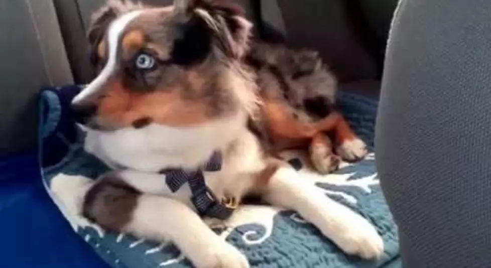 This Dog LOVES &#8220;Let it Go&#8221;