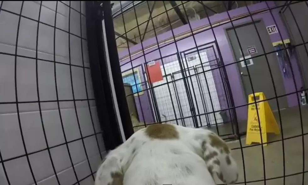 Watch What It&#8217;s Like to Live a Day as a Shelter Dog [VIDEO]
