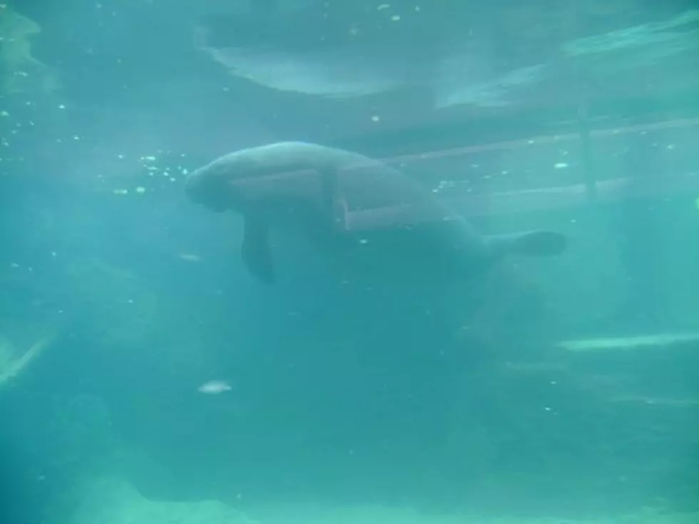 Girl Hilariously Freaks Out About a Manatee [VIDEO]