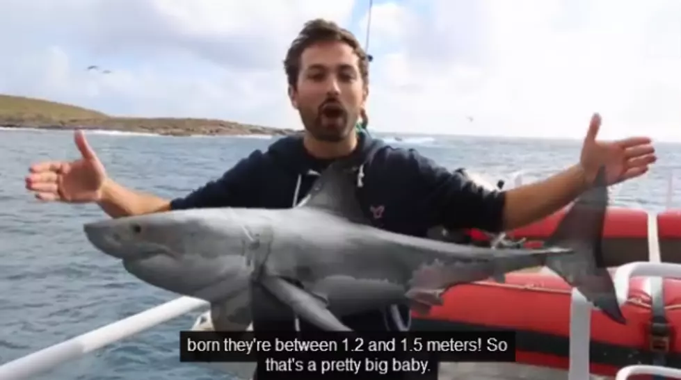 10 Facts About Great White Sharks Because it&#8217;s SHARK WEEK! [VIDEO]