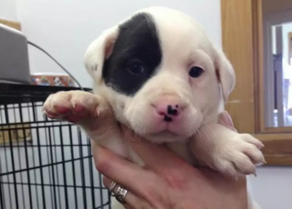 Warrick Humane Society Has 20 Adorable Puppies Up for Adoption!
