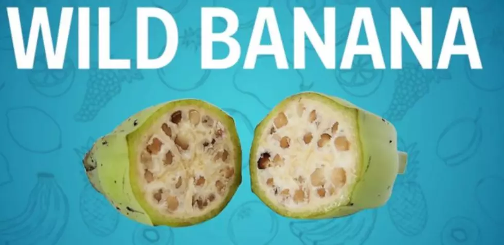 Bananas with SEEDS? Wild Versions of Domestic Fruits