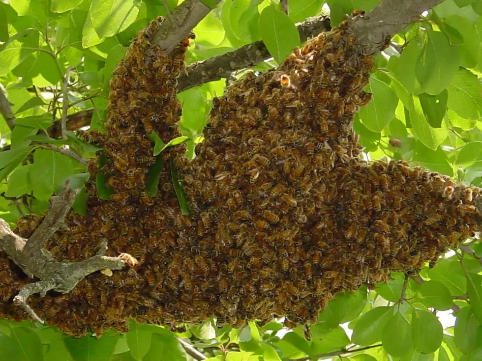 Evansville-Based Business Offering Free Bee Removal