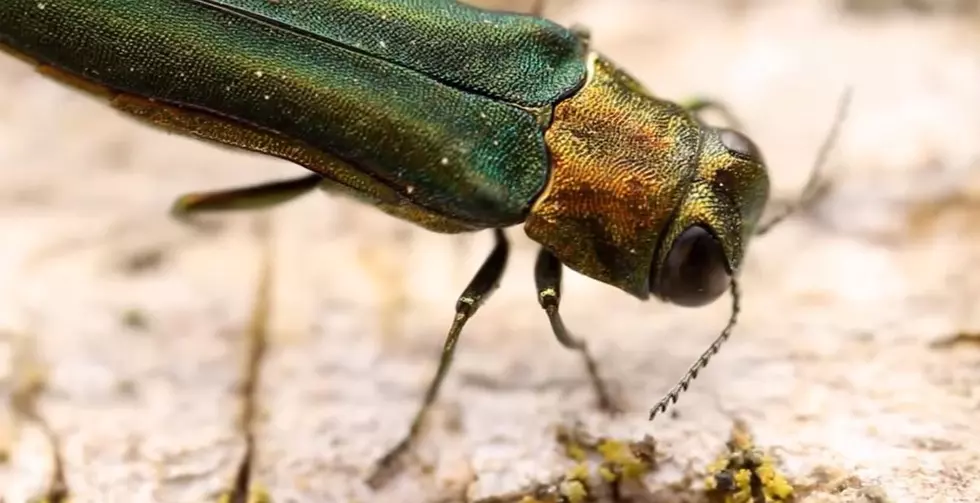 Emerald Ash Borer Becoming Major Threat to the Tri-State