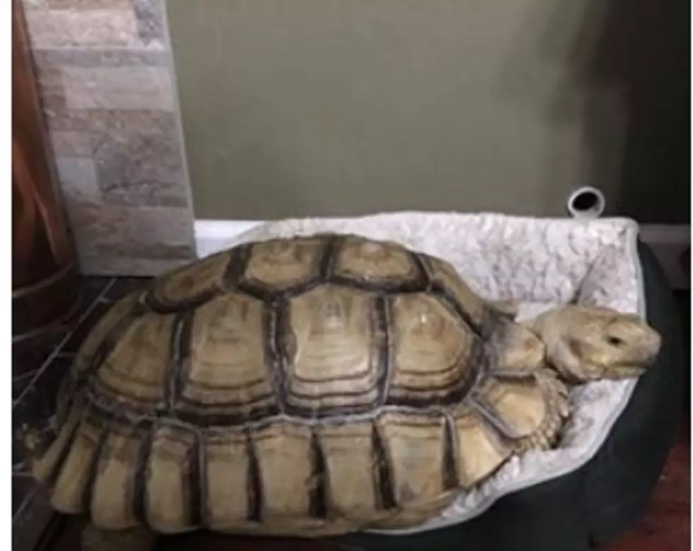 Reward Offered for Safe Return of MASSIVE Tortoise Named Ernest