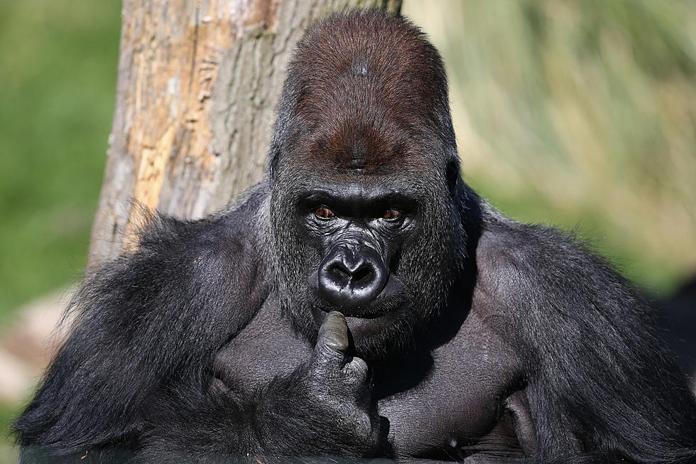 A Gorilla Helped Write a Song about Climate Change! Listen Here!