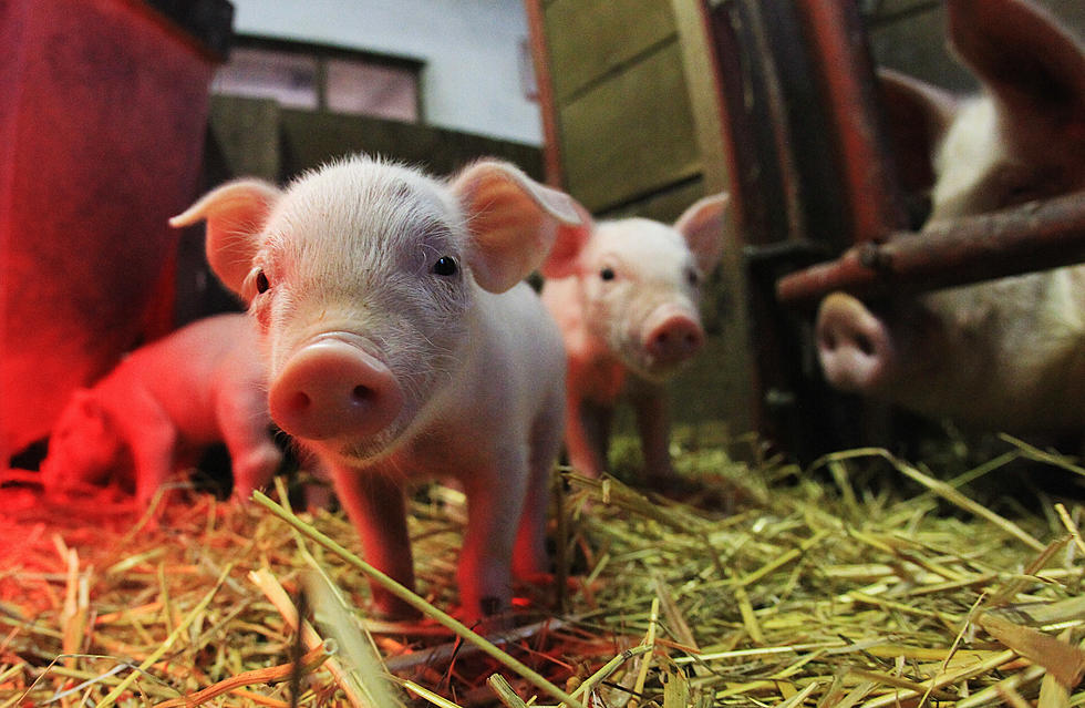 Pot Belly Pigs Now Legal to Own in Evansville!