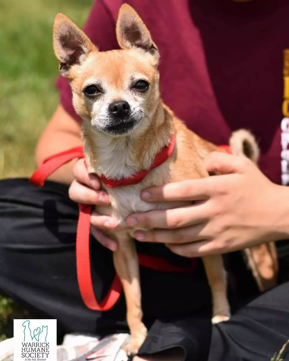 Warrick Humane Society Adoptable Pet of the Week &#8211; Pee Wee
