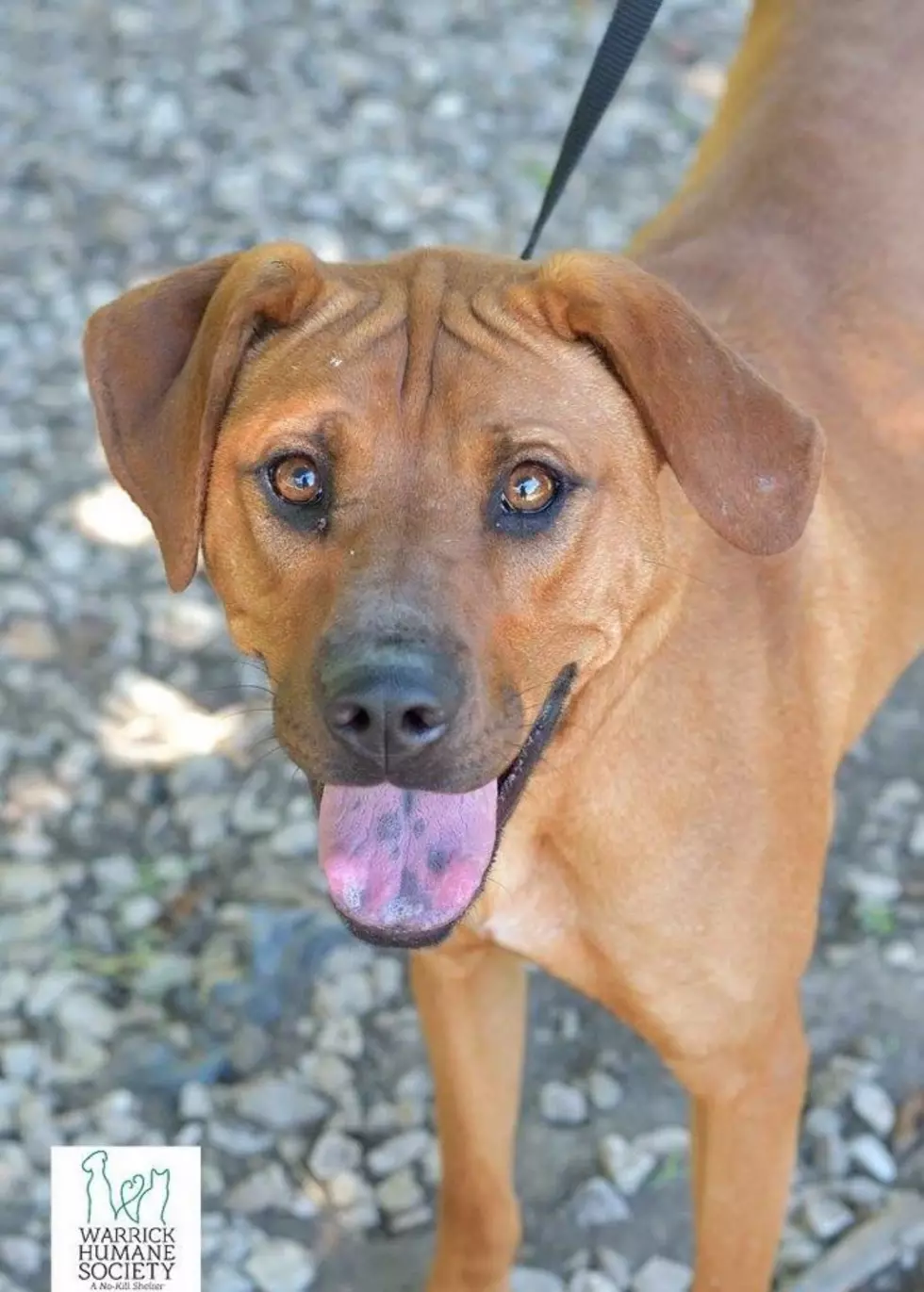 Meet Amelia, the Dog Who’s Been at Warrick Humane Society Longer Than Anyone Else