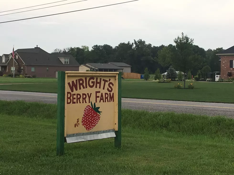 Wright’s Berry Farm in Newburgh Has Pumpkins that Think They are Strawberries [PHOTO]