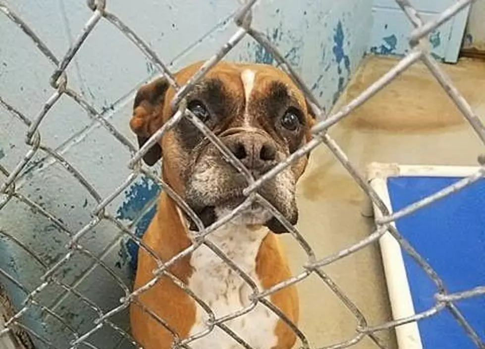 Animal Control Has ZERO Open Kennels, Fosters Needed Now!