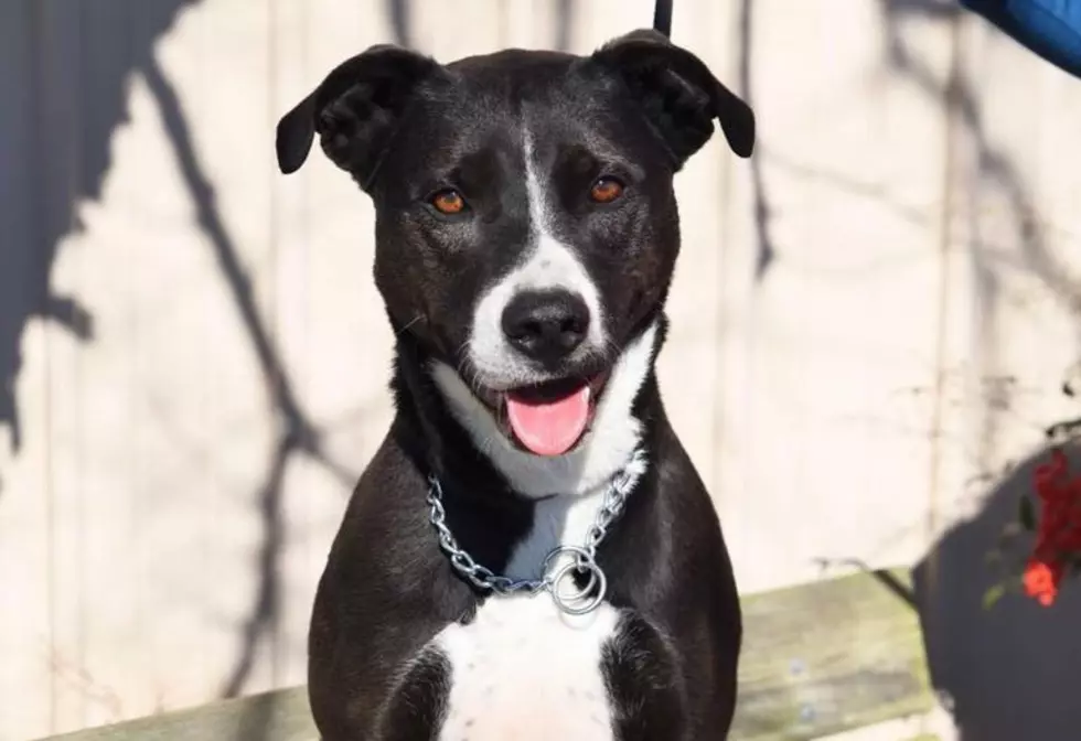 Meet Jake, the Animal Who Has Been at the Warrick Humane Society Longest