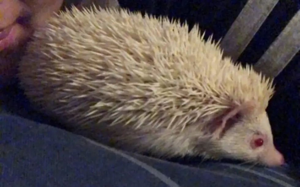 Adorable Hedgehog Looking for Foster Home!