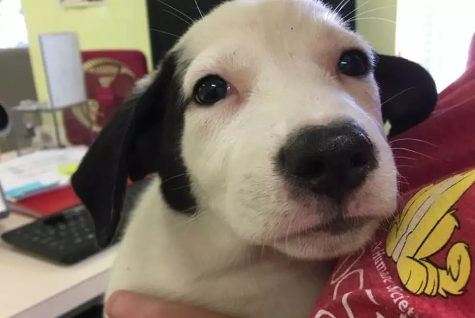 Warrick Humane Society Looking for Puppy Snugglers!