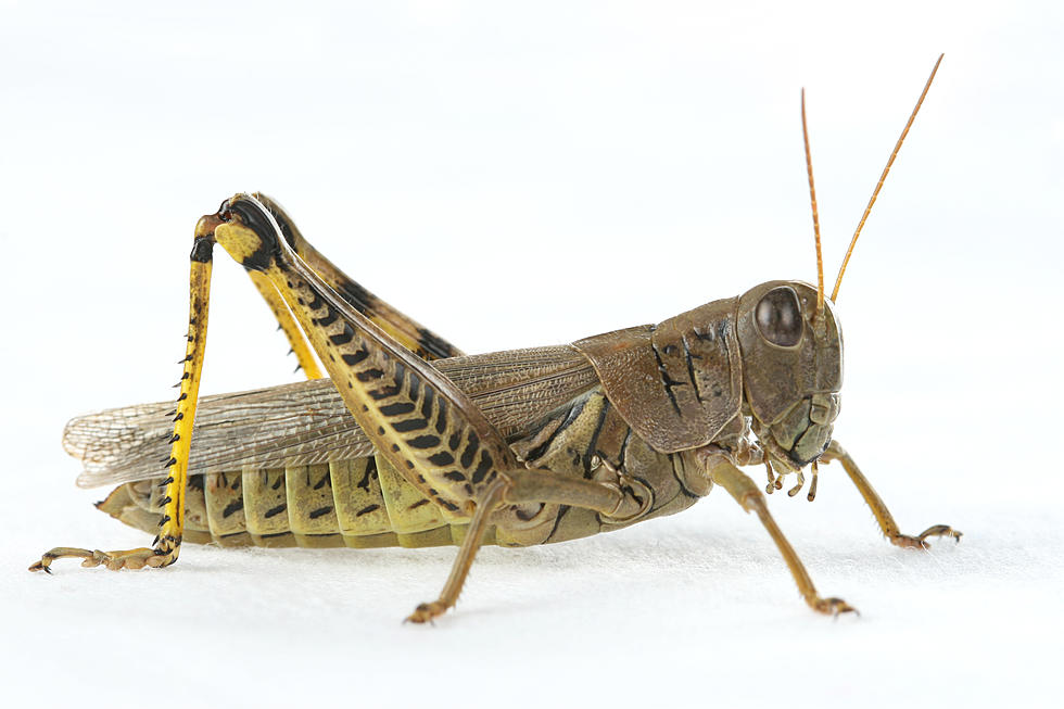 The REAL Difference Between a Katydid, Locusts, and Cicada (Prepare to be Mind-blown)
