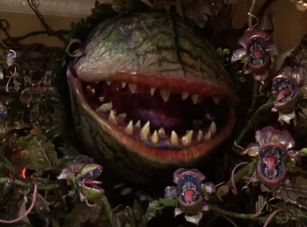 Broadway Players &#8216;Little Shop of Horrors&#8217; Opens this Weekend!