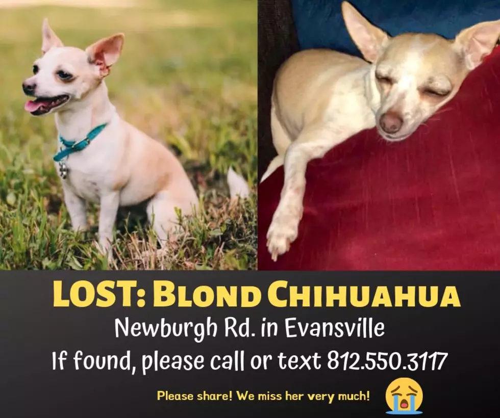 Reward Offered for Missing Chihuahua in Newburgh/Evansville Area