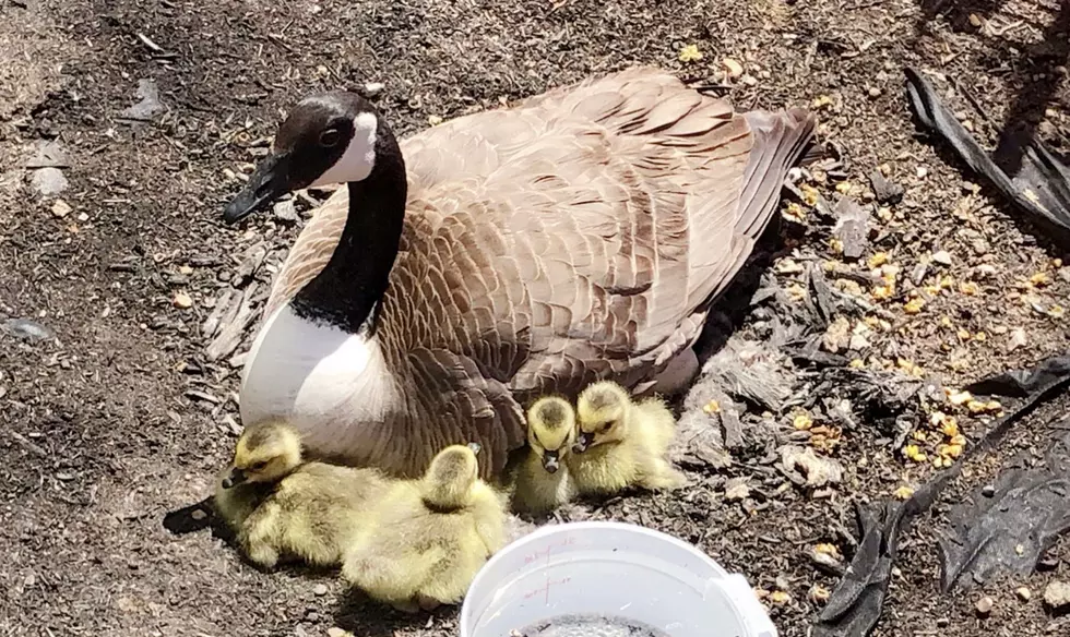 Photos and Final Update on Baby Geese at Showplace East