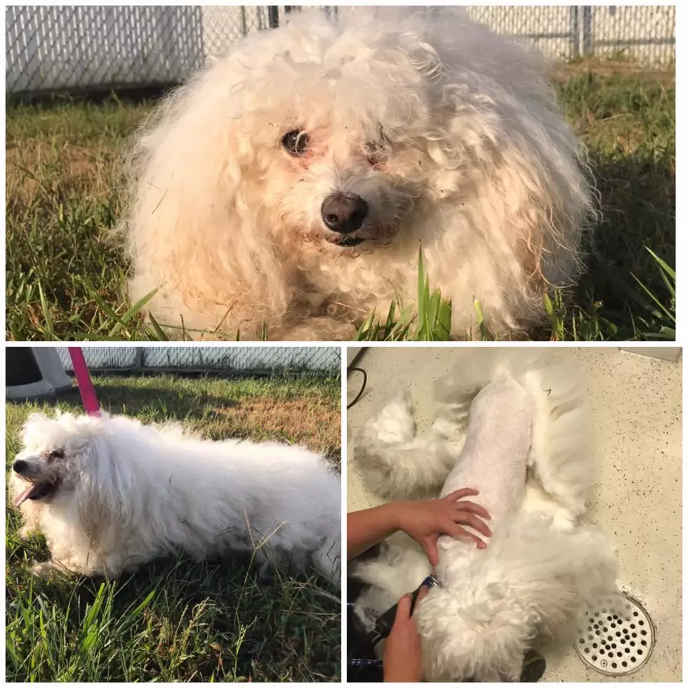 UPDATE: Before &#038; After Photos of Warrick Animal Control&#8217;s Very Hairy Situation Dogs