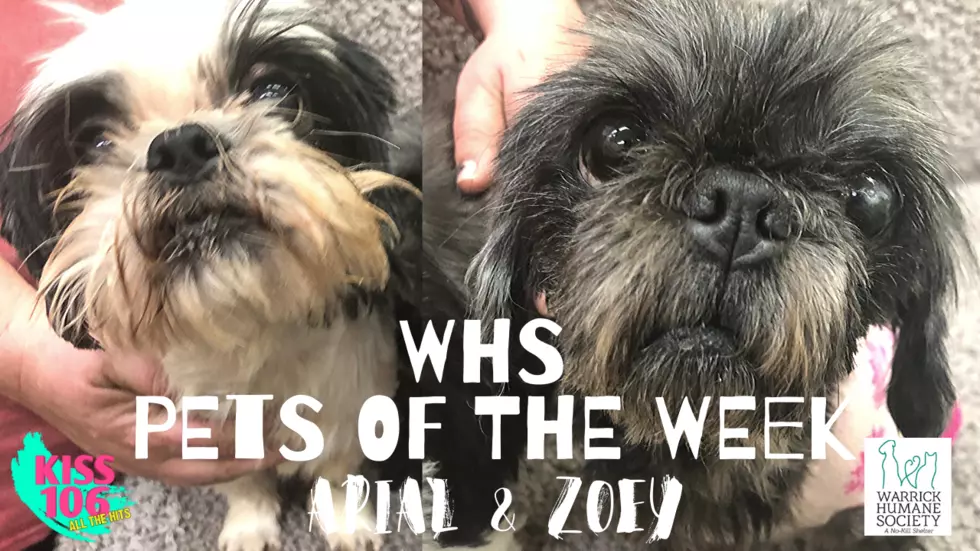 Warrick Humane Society Pets of the Week: Ariel and Zoey