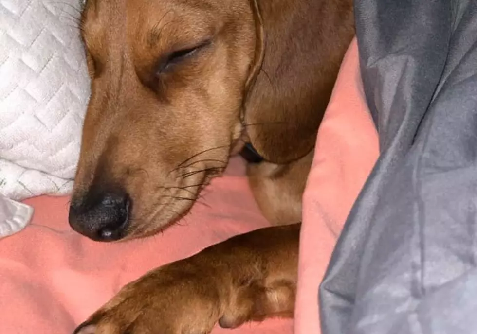 Newburgh Doxie and His Papaw Snuggling Will Warm You Up this Winter