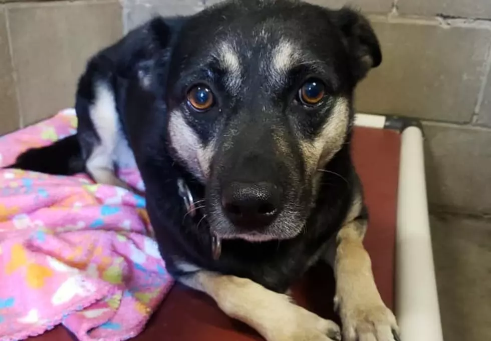 UPDATE: Six Years in the Shelter &#8211; Southern Indiana Dog Finally Finds Her Family