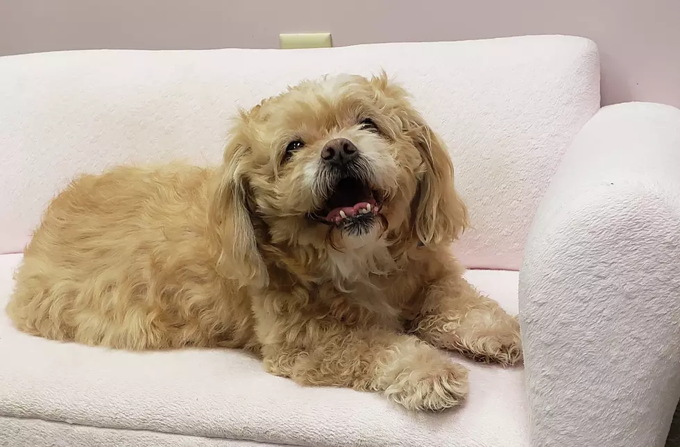 Senior Shih Poo Needs Forever Home: Owner Moved to Assist Living