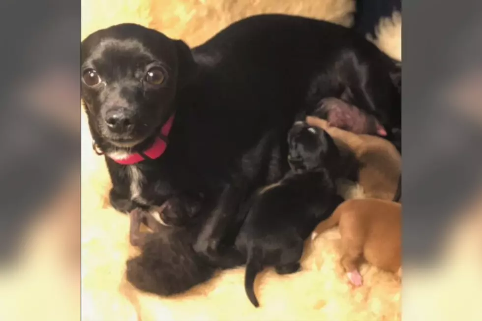 Adoptable Spencer Co. Dog Comes to the Rescue of Newborn Kittens
