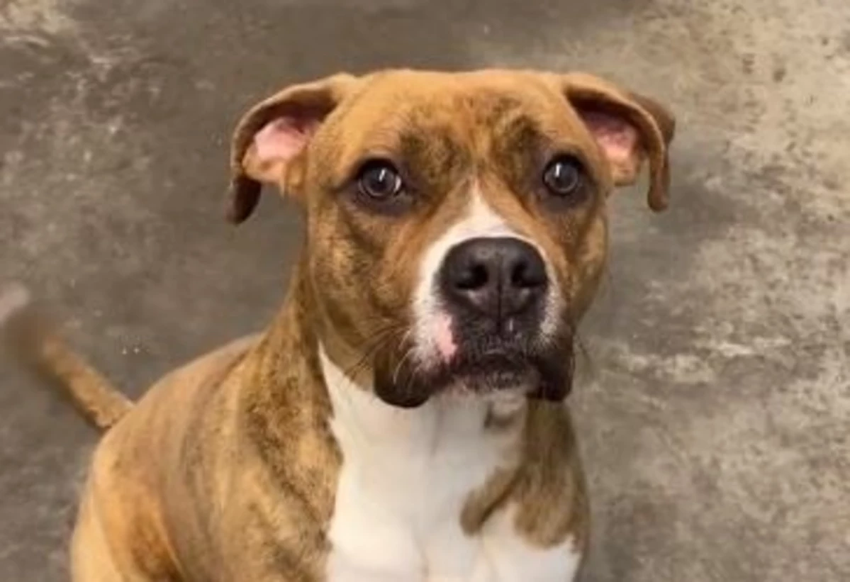 Pit Bull will be Euthanized March 4 Unless Adopted