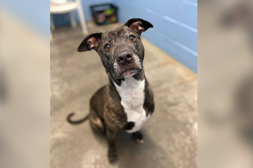 Senior Pit Bull to be Euthanized Unless Adopted