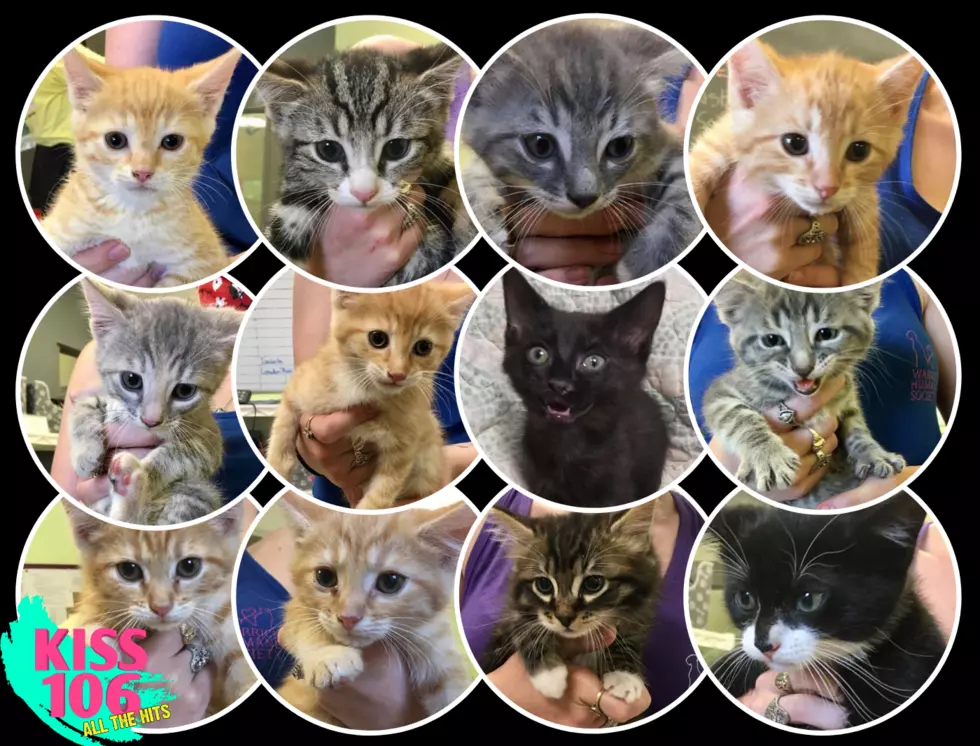 WHS Pets of the Week: Spring Kittens of All Colors &#038; Coat Lengths!