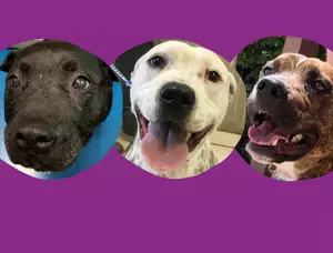 WHS Pets of the Week: The Smiling PitBull Mixes
