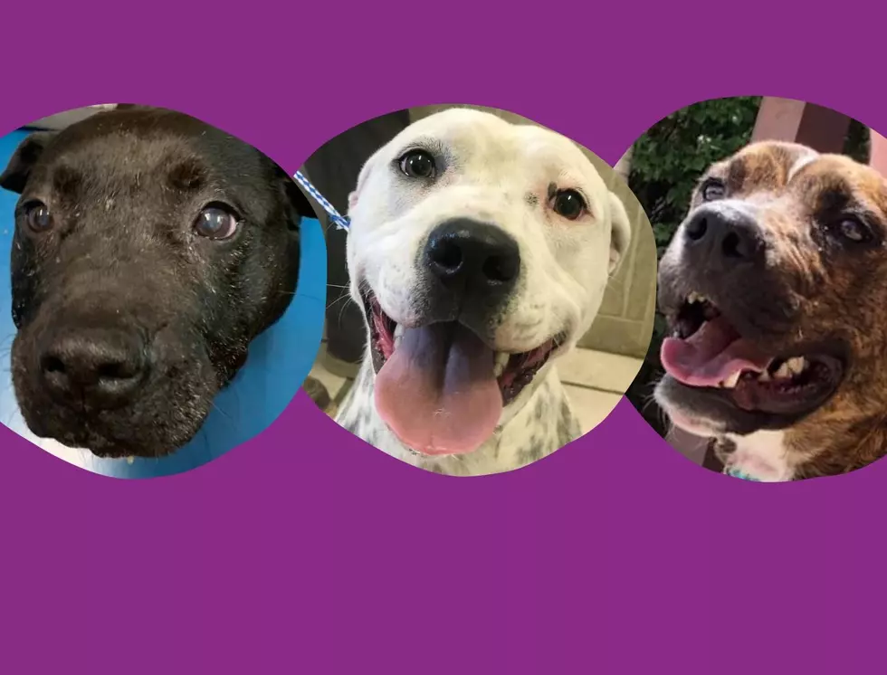 WHS Pets of the Week: The Smiling PitBull Mixes