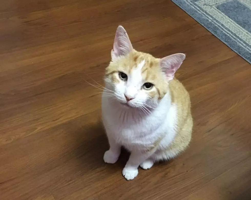 Tigger, an Orange and White Cat, Missing from Warrick Humane Society