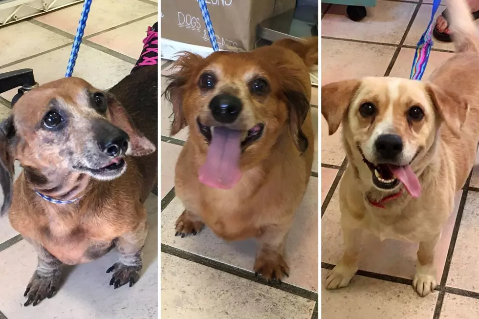 WHS Pets of the Week: Doxie Mixes