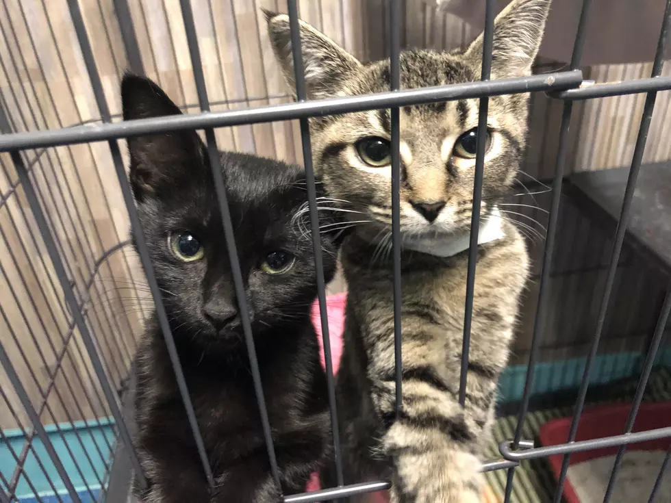 Pawdon Me, We’re Not Kitten – Cats & Kittens Only $30 at WHS