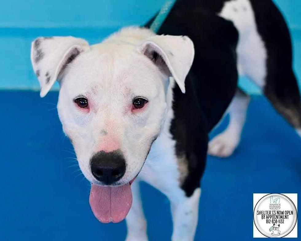 Petey is Deaf; Looking for Family to Continue to Teach Him Sign Language [WHS Pet of the Week]