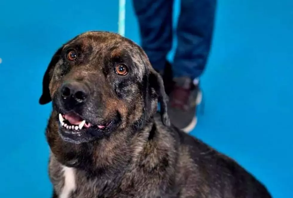 Trigger is a Catahoula Mix and Ready for Adoption  [WHS Pet of the Week]