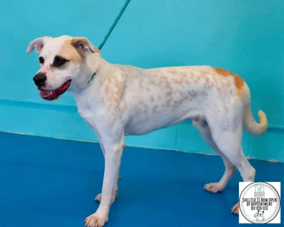 Meet Luke &#8211; A Big Dog with a Big Personality! [WHS Pet of the Week]