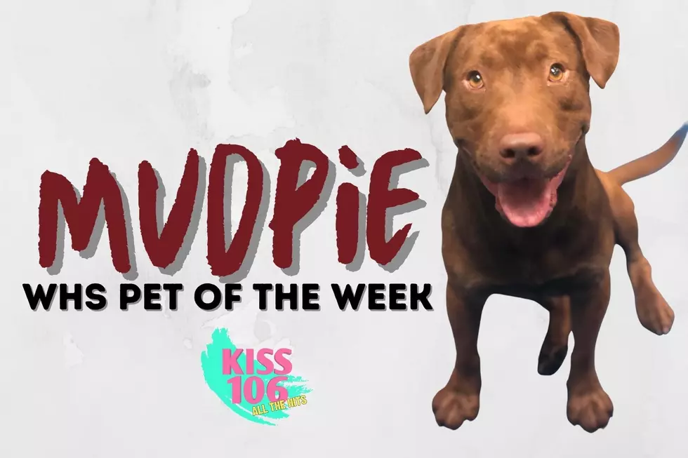 Meet Mudpie- I LOVE TO PLAY! [WHS Pet of the Week]